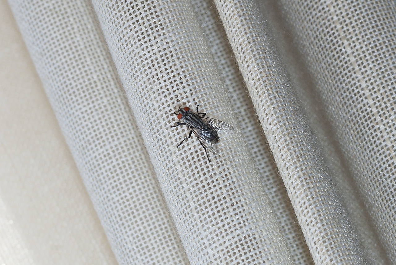 Why Are There So Many Flies In My Charlotte Home?